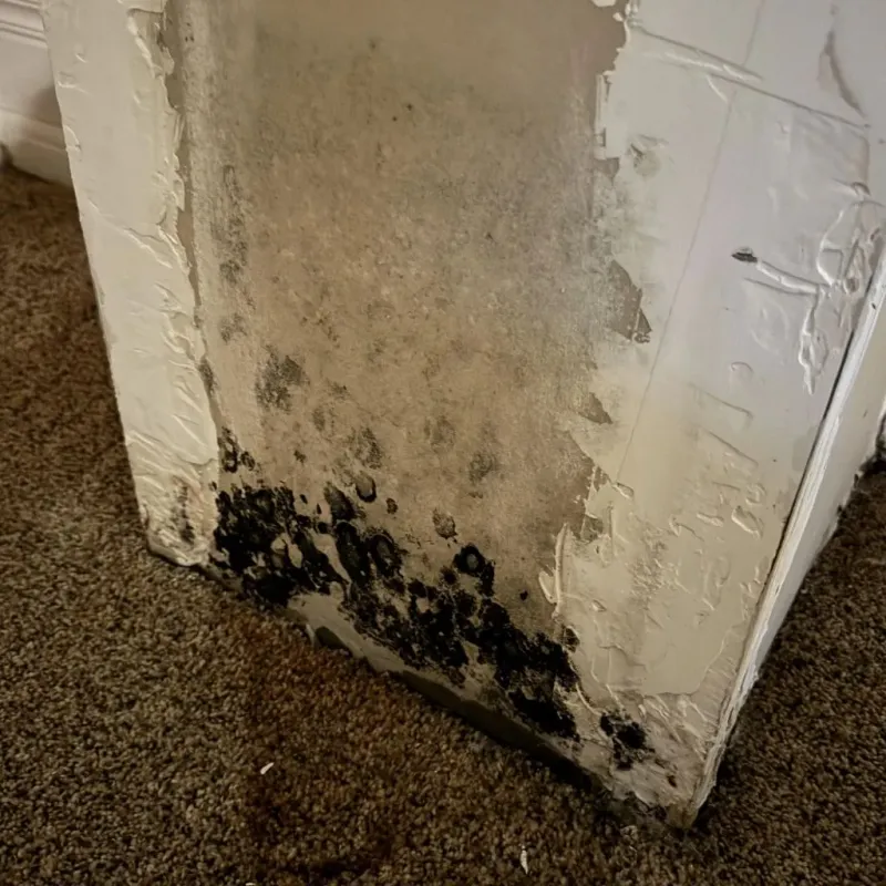 Professional Mold Removal in West Hill, OH